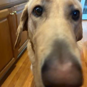 Meet your Posher, Julia